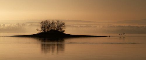 Этюд с птицами