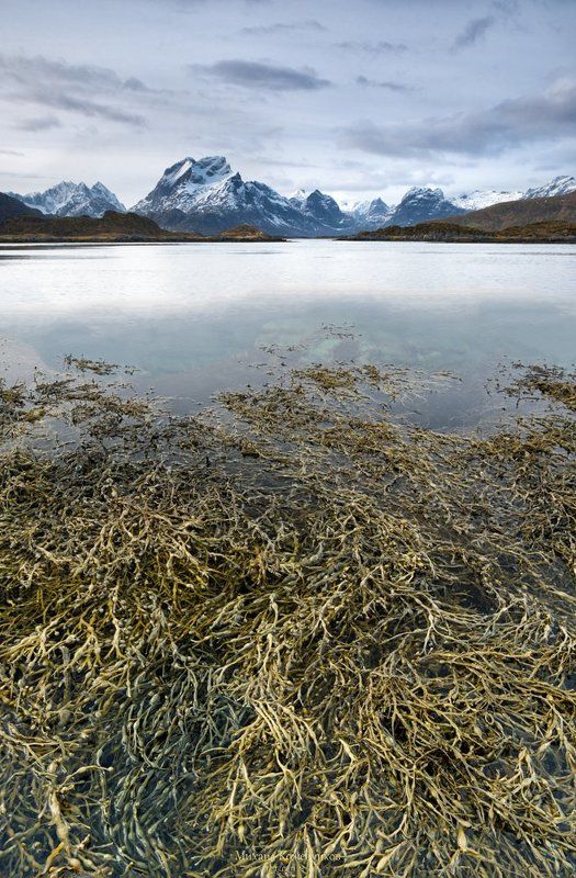 Трава-мурава фото превью
