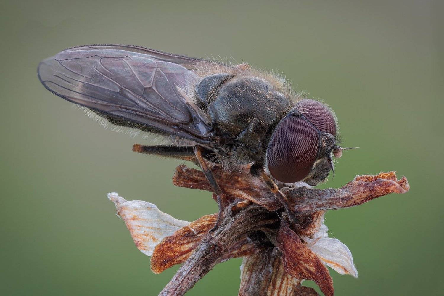 , Вадим Ходаковский