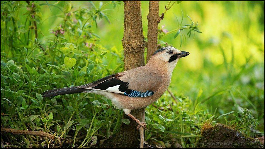 , Татьяна Жеребцова