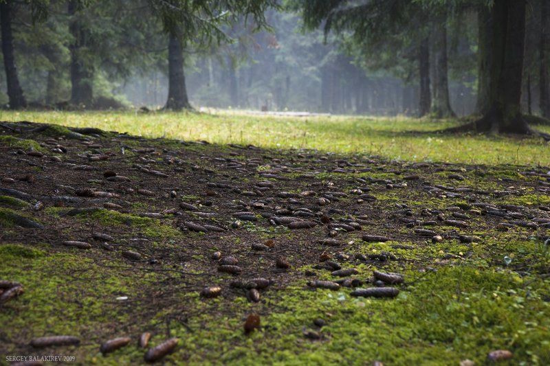 Запах леса фото превью