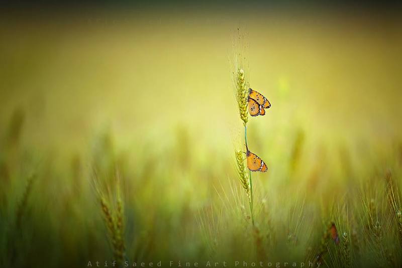 a фото превью