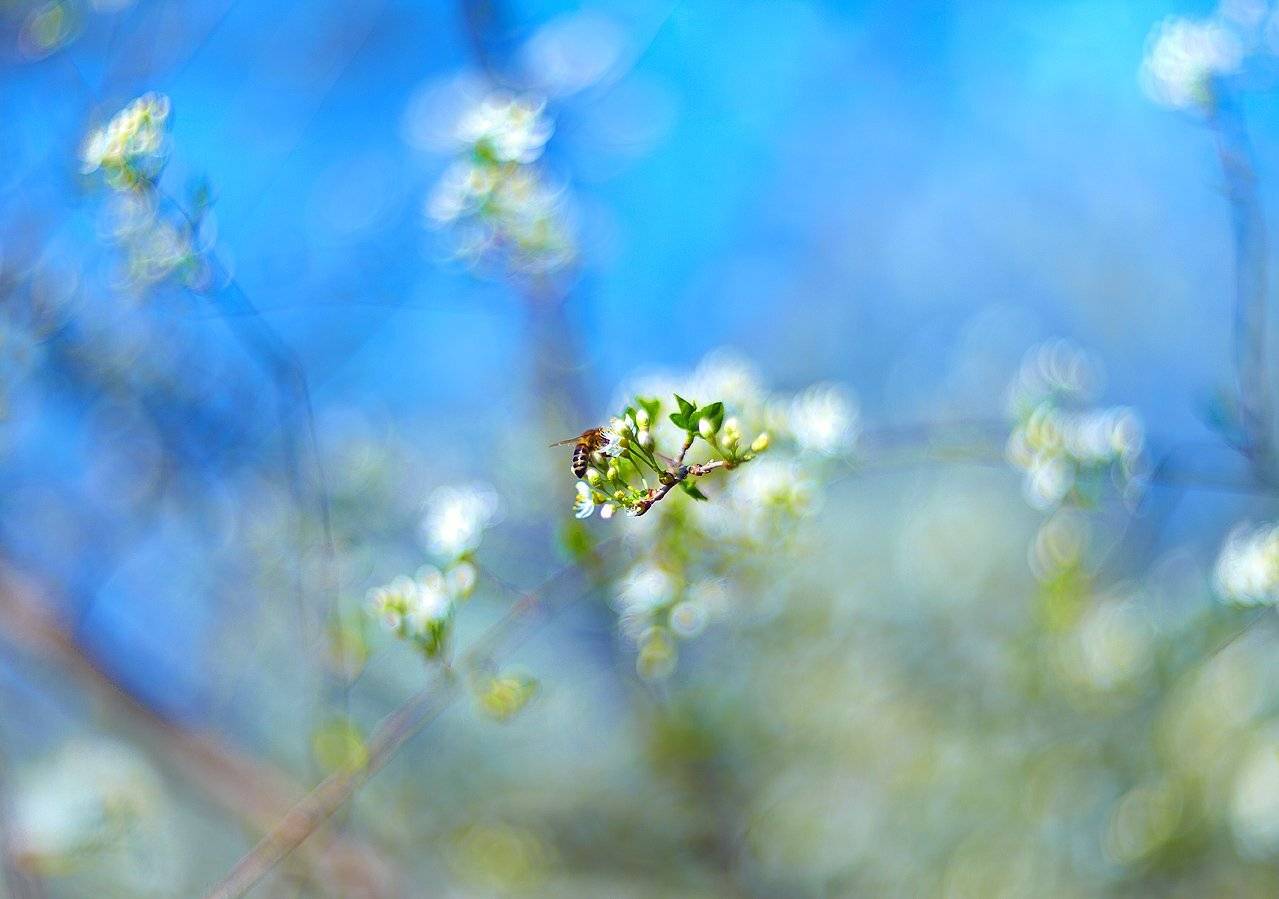 , Франгони Владимир