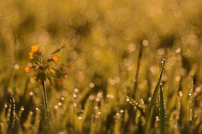 Primula veris фото превью