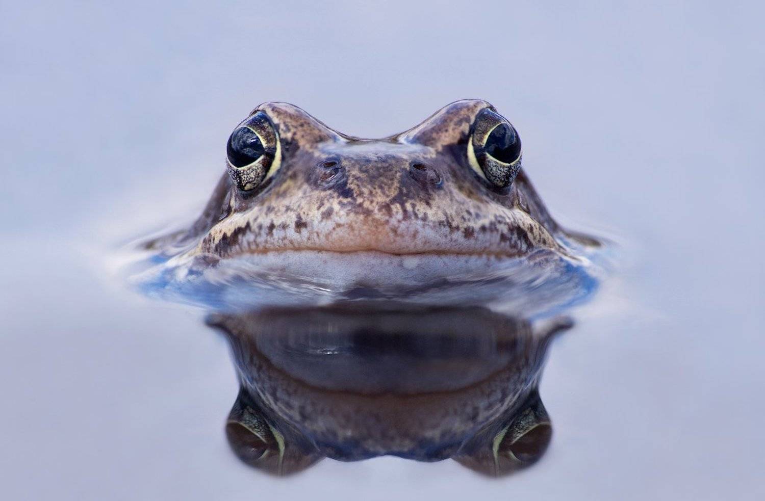 , Ирина Фурашова