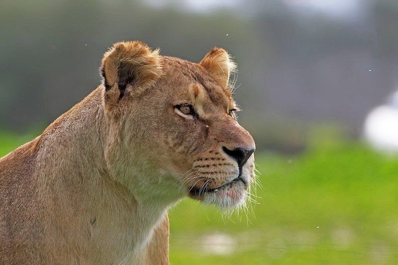 Where is my lunch.. фото превью