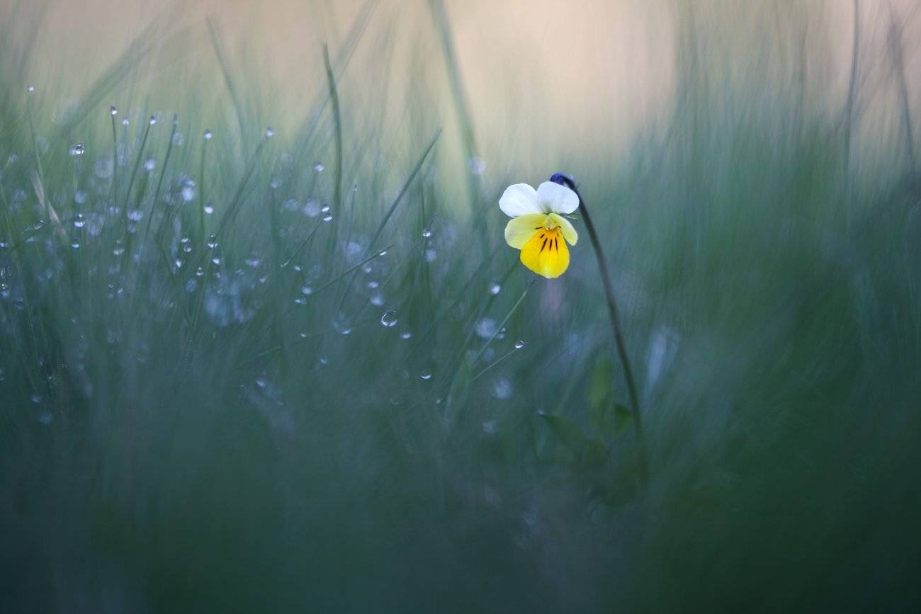 viola arvensis, полевые цветы, фиалка полевая, Леонид