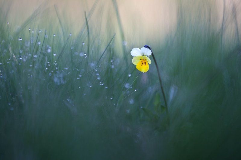 viola arvensis, полевые цветы, фиалка полевая ** фото превью
