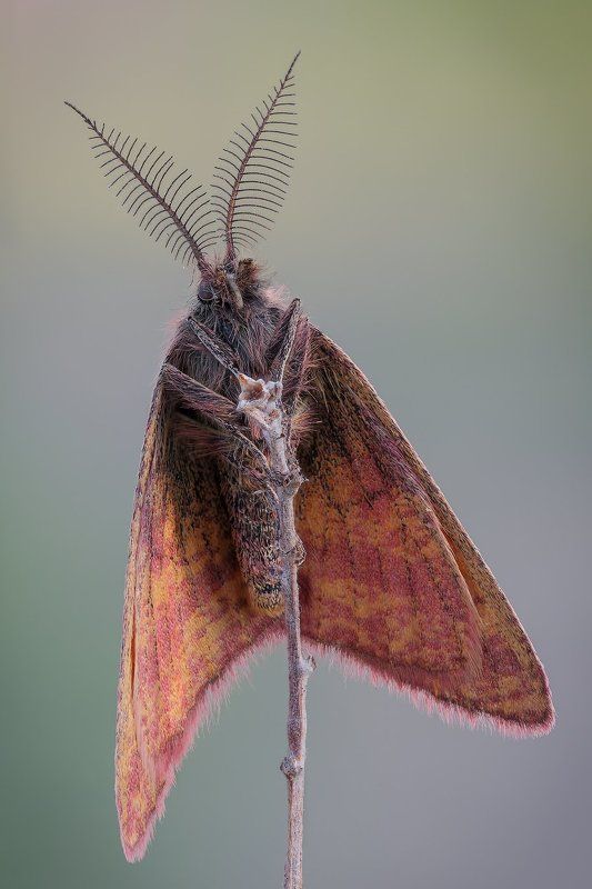 Одноглазый пират фото превью
