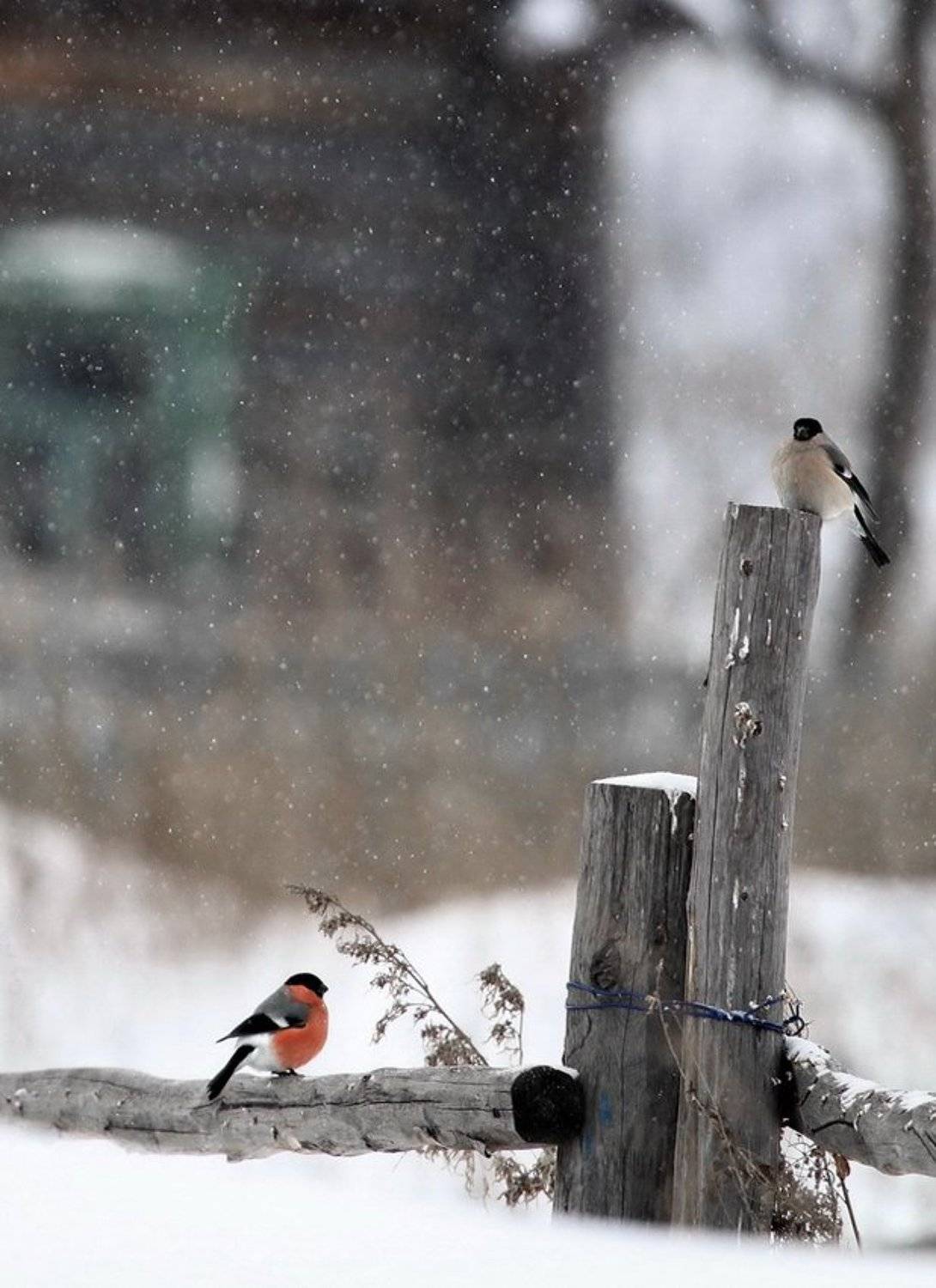 , Васенин Валерий