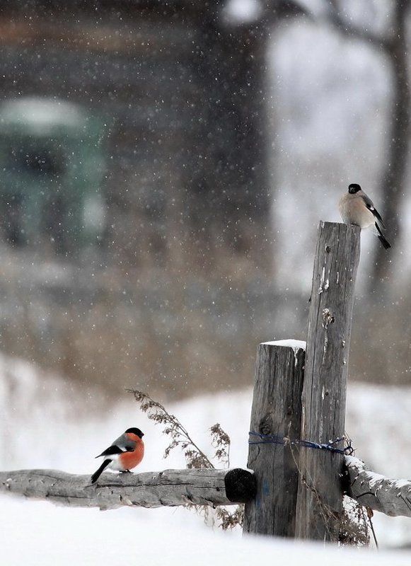 *** фото превью