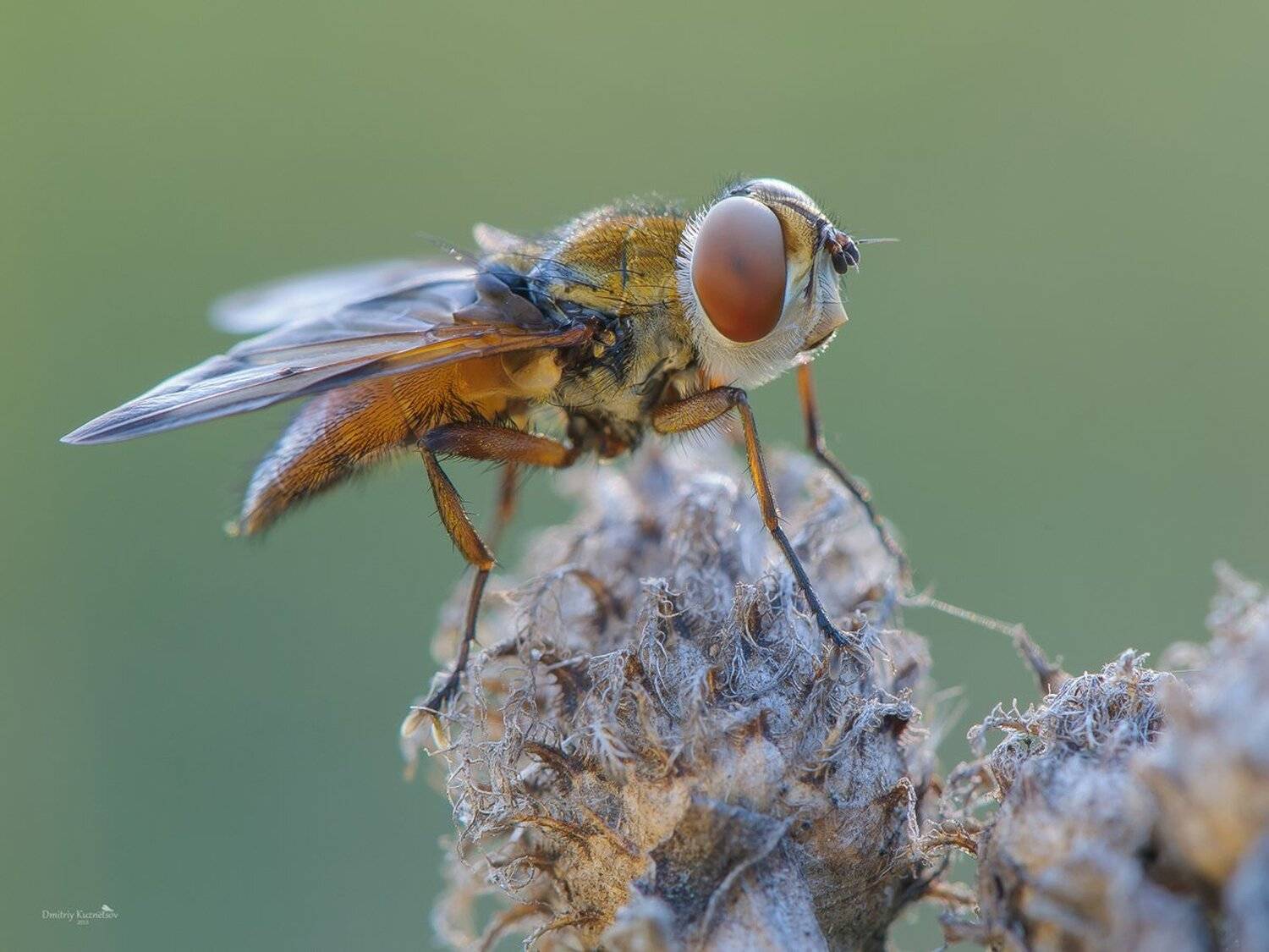 , Кузнецов Дмитрий
