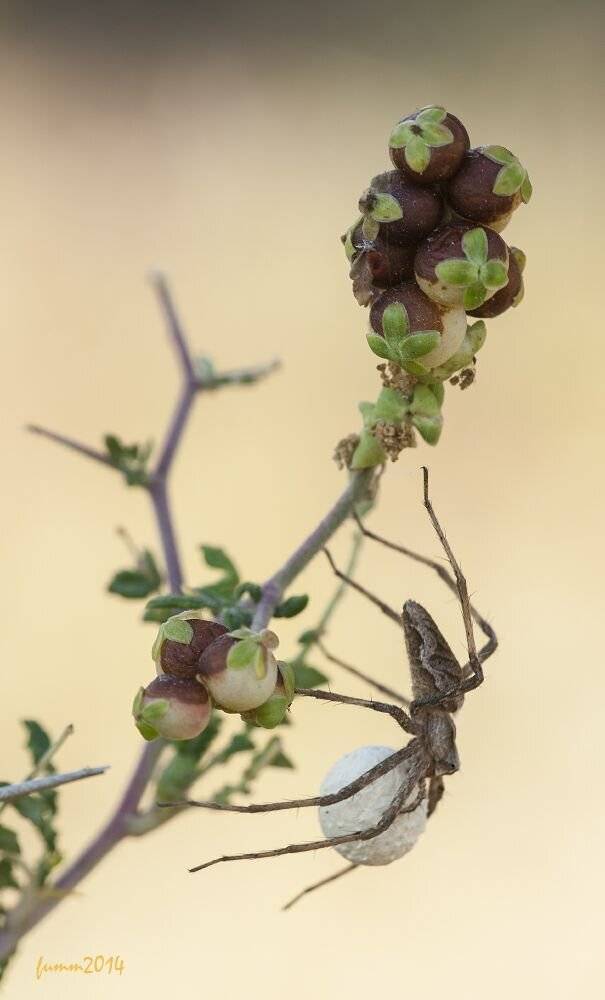 , Игорь ФУММ