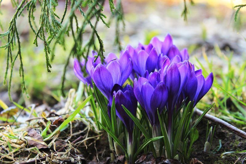 Весна, Крокусы, Цветы Первоцветы фото превью