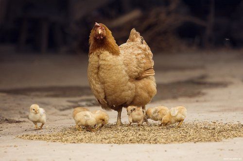 Дела куриные