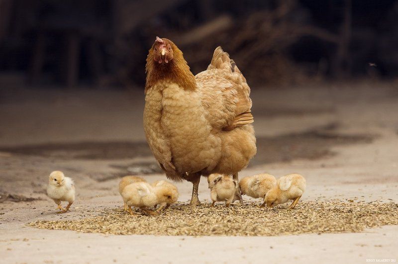 chiken, курица Дела куриные фото превью