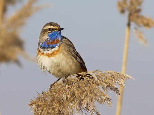 Luscinia svecica.