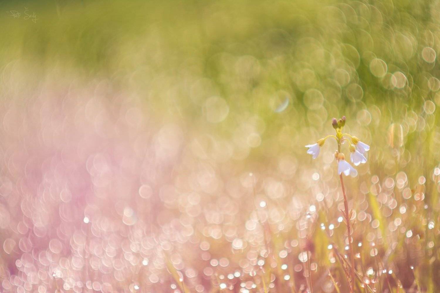 , Petr &Scaron;ed&yacute;