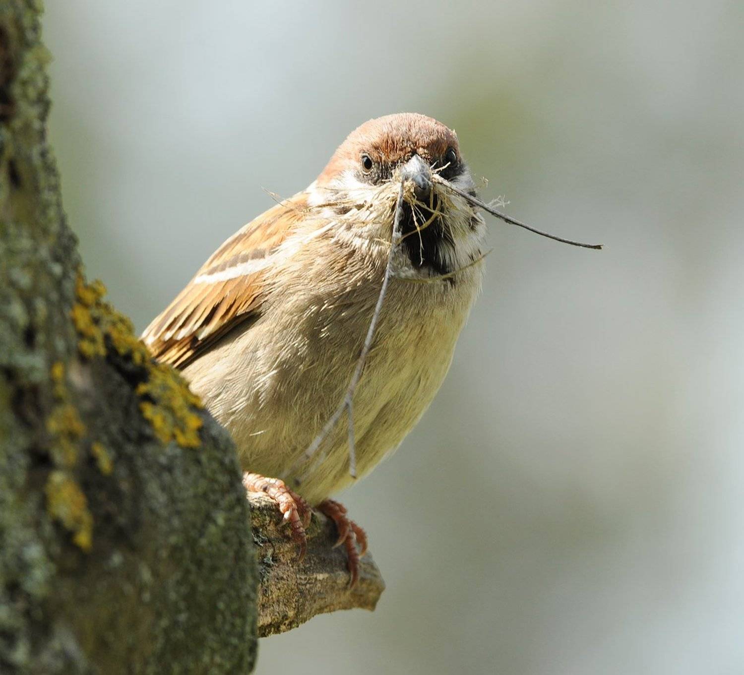 , Игорь Олейник