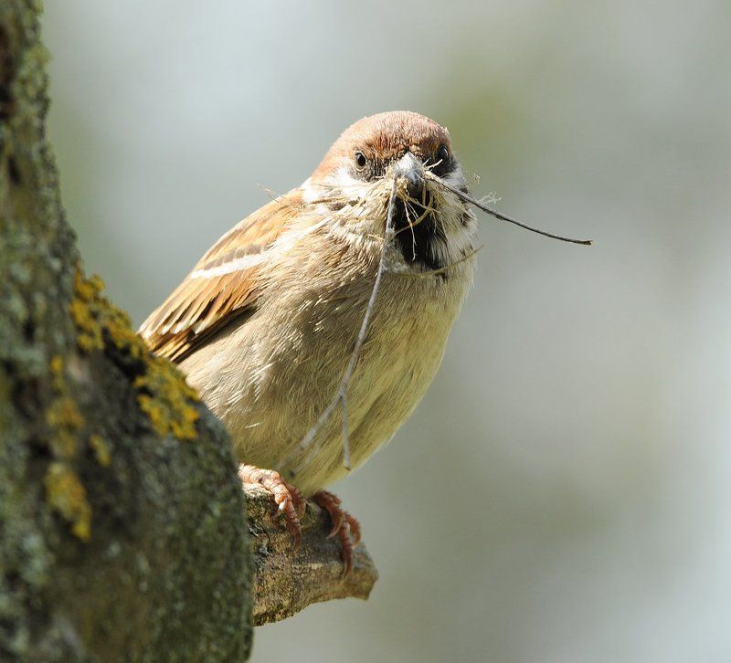 Строитель. фото превью