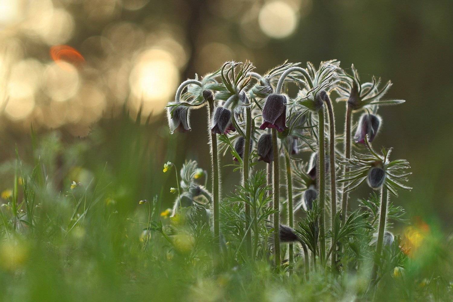 pratensis, pulsatilla, луговой, прострел, самарский лес, сон-трава, Sergii Markov