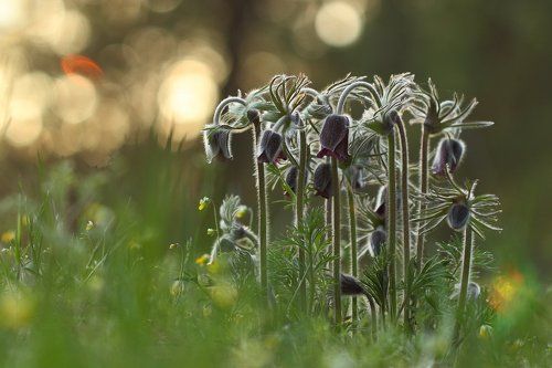 Вечерний сон