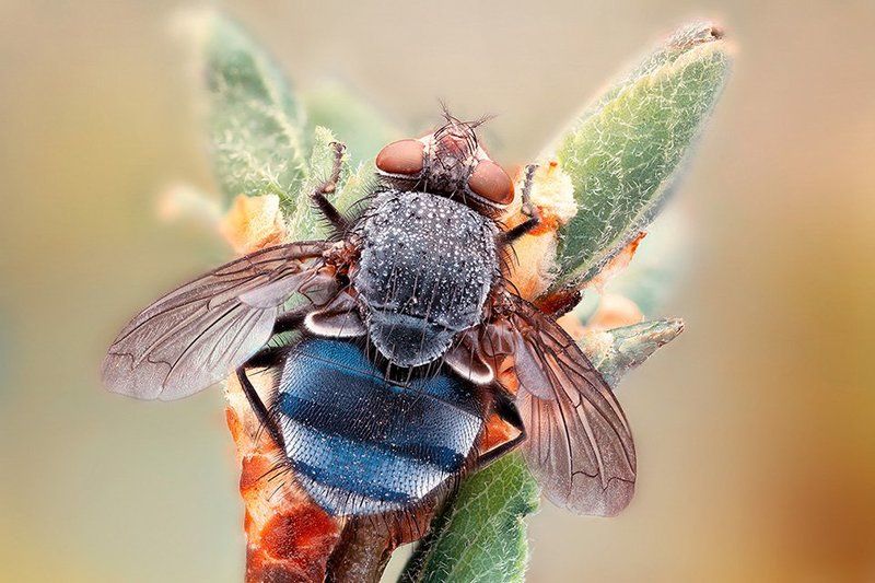 Chubby Fly фото превью