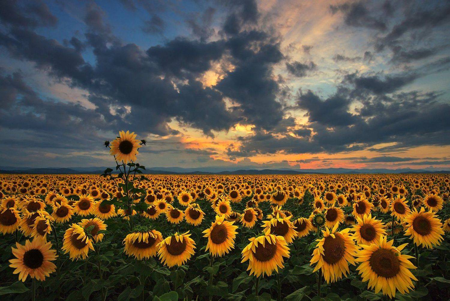 , Александр Сысуев