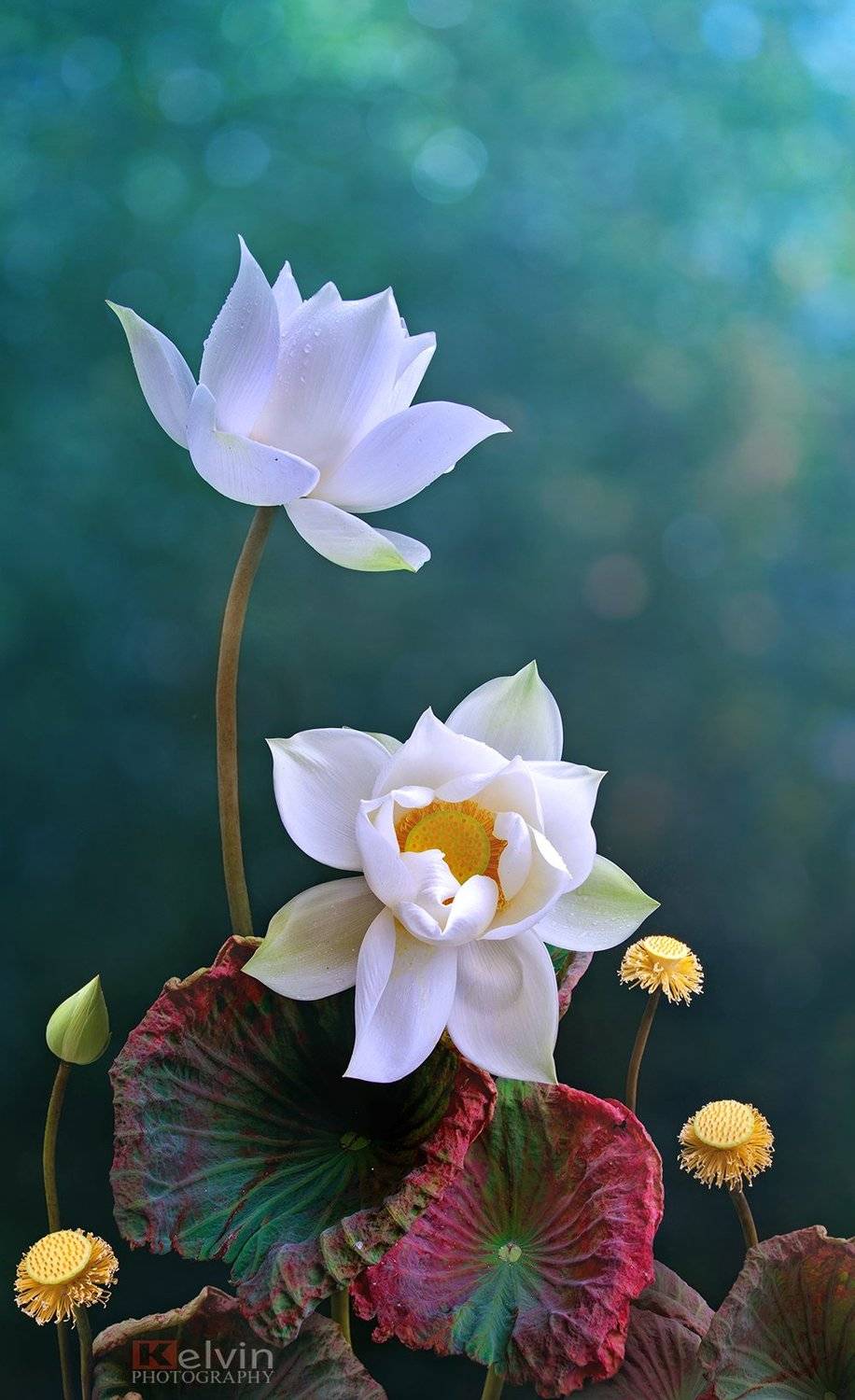 , Kelvin Huy