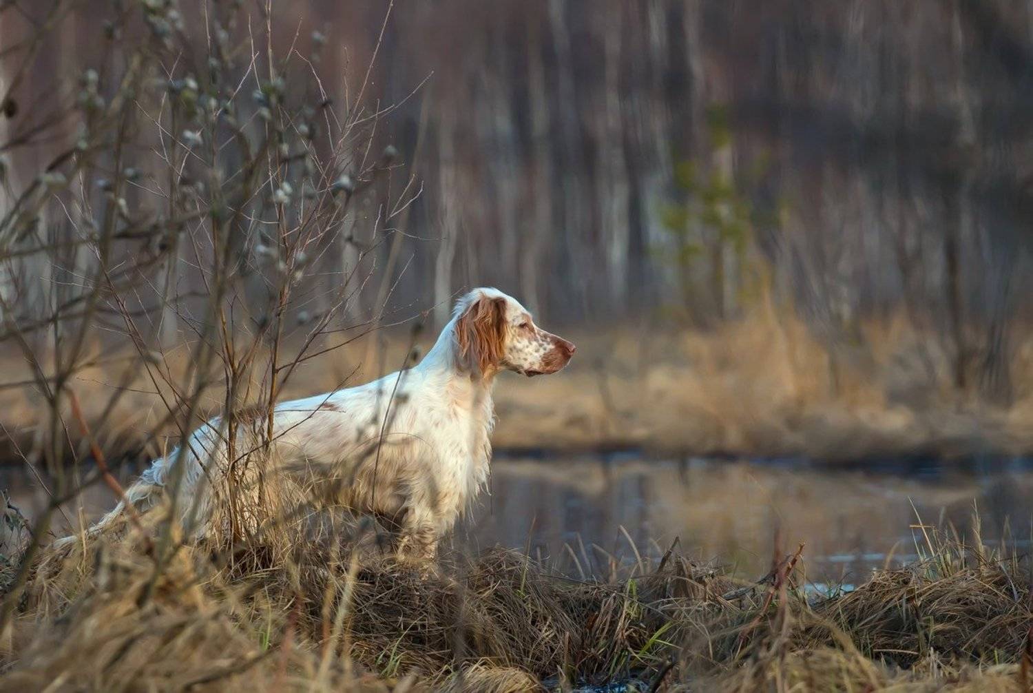 Английски сеттер, Озеро, Охота с английским сеттером, Охота с легавой, Охота с собакой, Собака, Собака на охоте, Трава, Александр Чибиркин