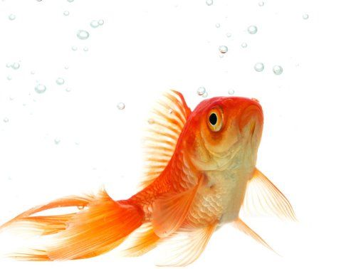 Goldfish