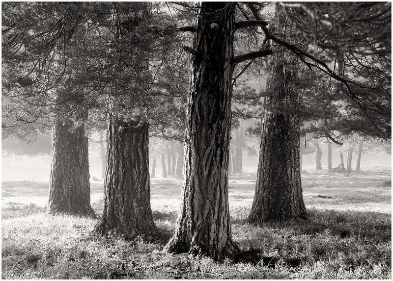 Архыз. Поляна Таулу в ЧБ фото превью