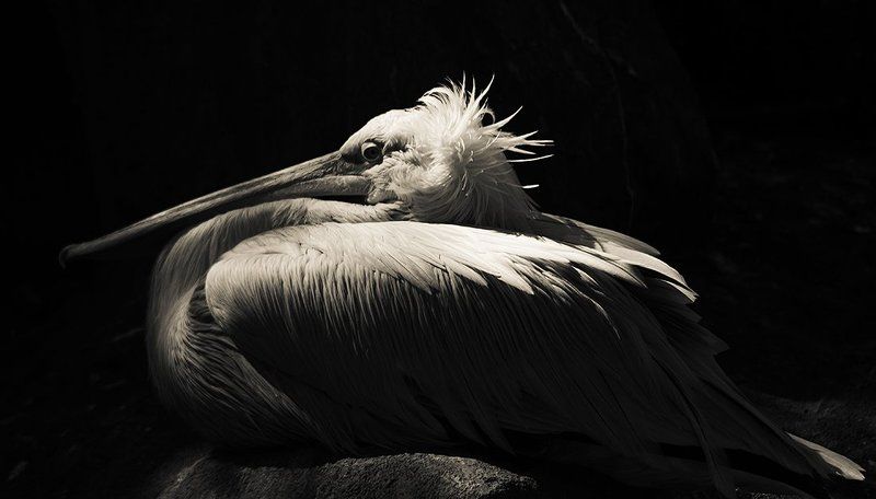 Pilican фото превью