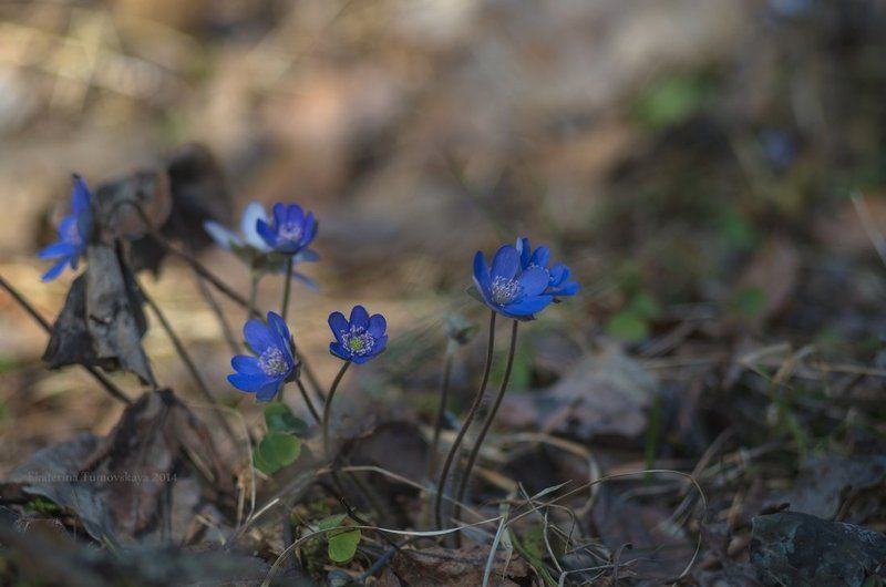 Новая весна фото превью
