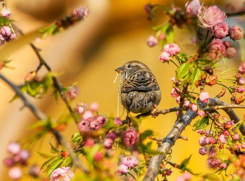 Парадиз фото превью