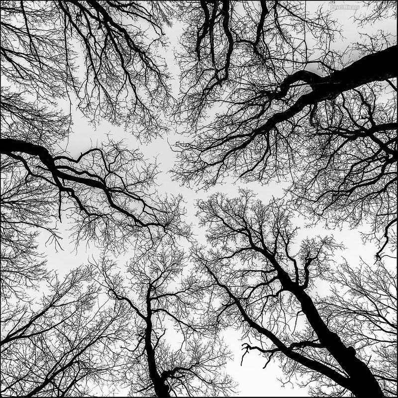 Фрактальность фото превью