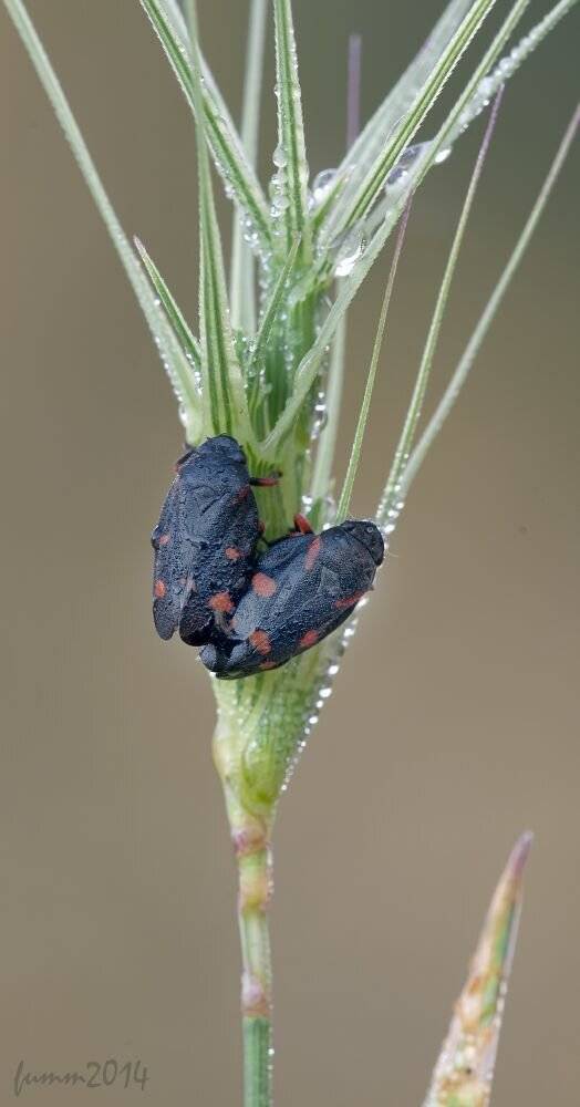 , Игорь ФУММ