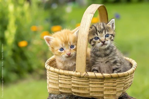 kittens