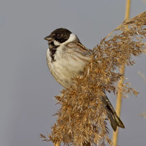 Emberiza schoeniclus