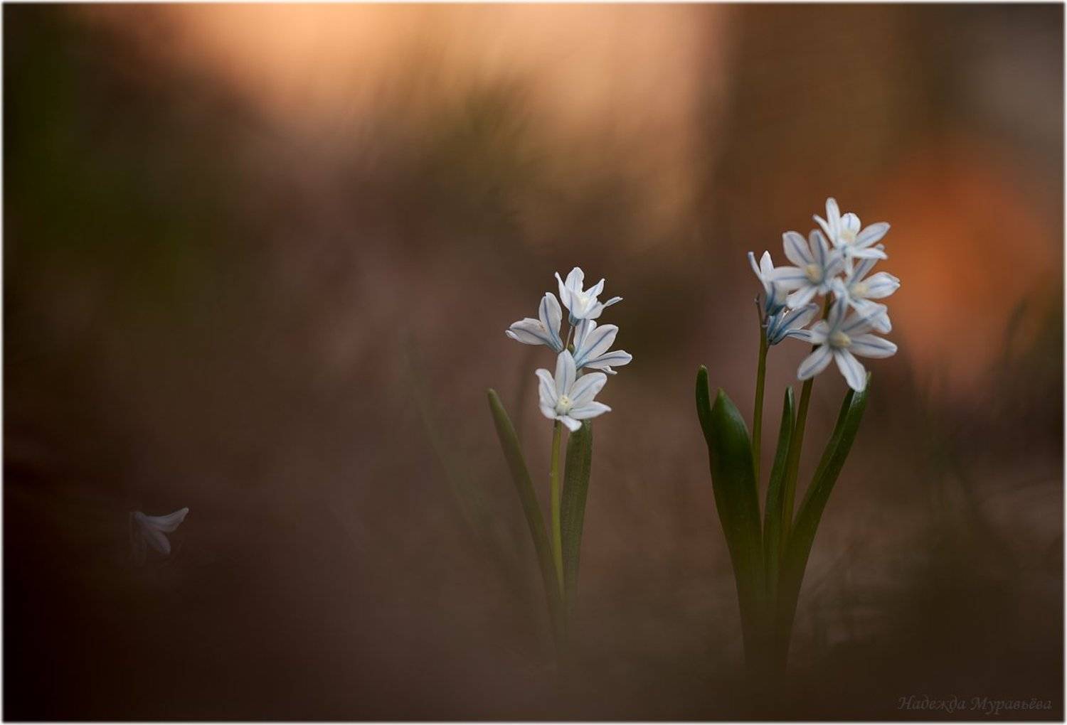 , Надежда Муравьёва