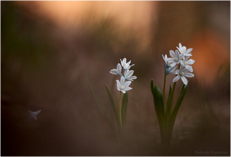 Третий - лишний фото превью