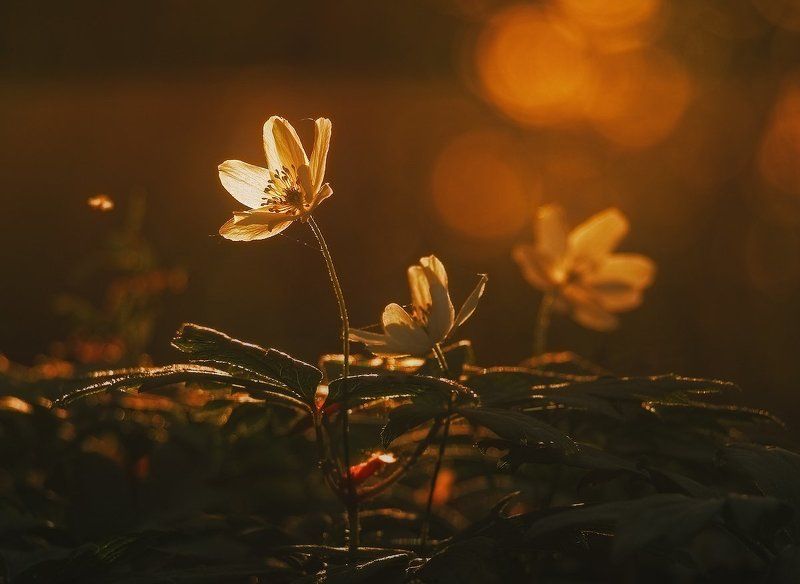 Вечерняя с комариком фото превью