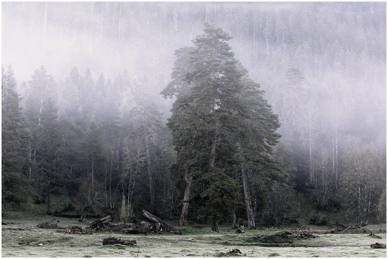 Таежное рандеву фото превью