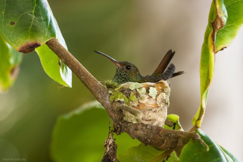 Home! Sweet Home! фото превью