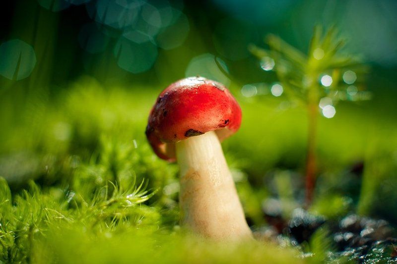 Nature фото превью