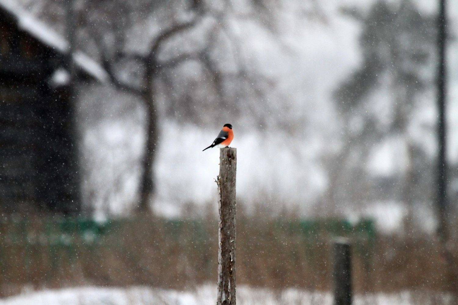 , Васенин Валерий