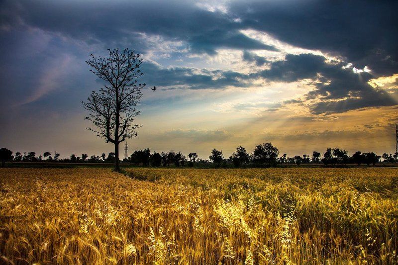 1 фото превью