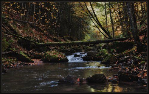 В царстве мхов и полумрака...