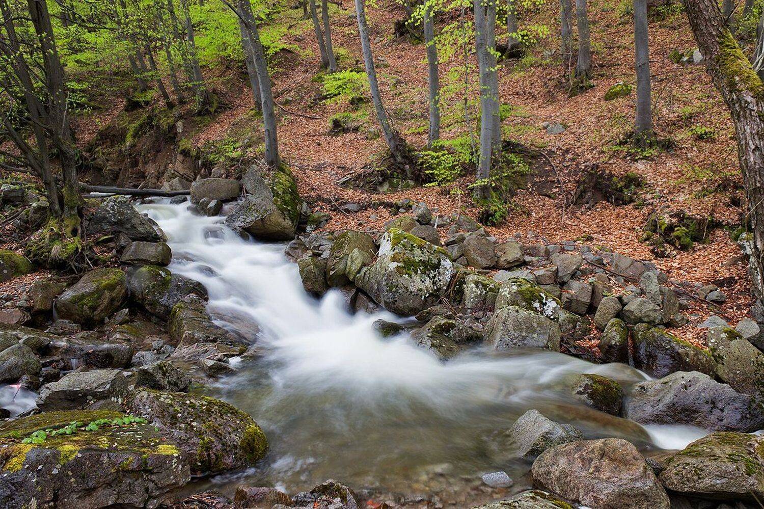 , Ирина Костова