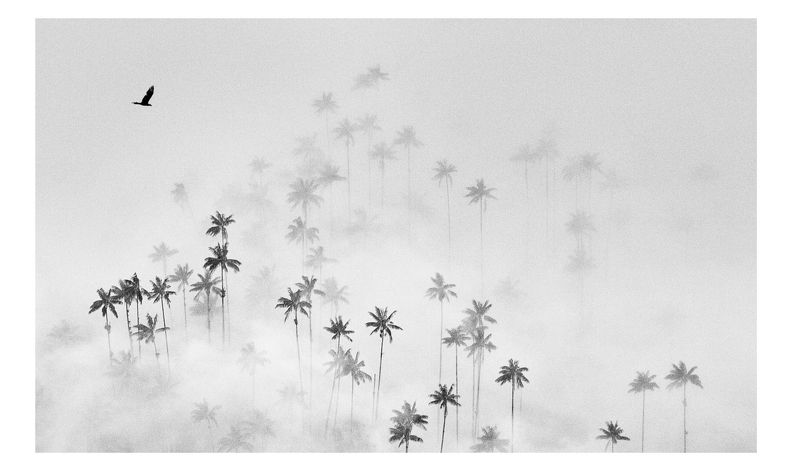 кокора... фото превью